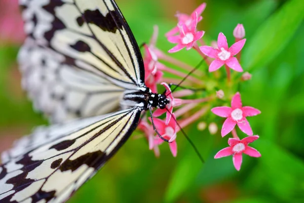 Borboleta Papel Arroz Okinawa — Fotografia de Stock