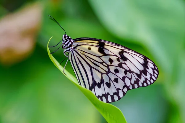 Reispapier Schmetterling Okinawa — Stockfoto