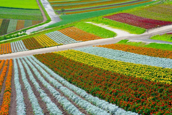 Blomma Trädgård Hokkaido — Stockfoto