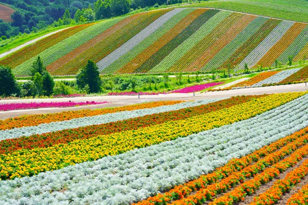 Jardim Flores Hokkaido — Fotografia de Stock