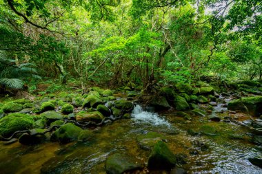 Iriomote ada ormanda