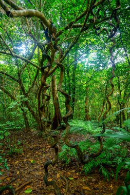 Iriomote ada ormanda