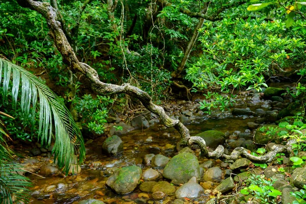 Dschungel Auf Iriomote Insel — Stockfoto