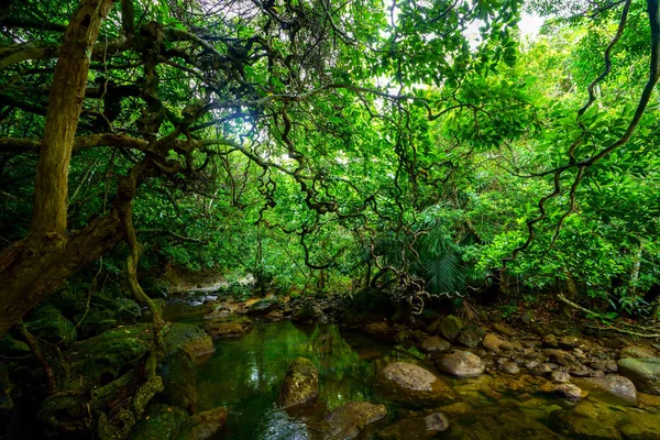Selva Ilha Iriomote — Fotografia de Stock