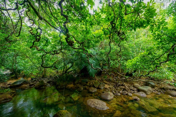 Selva Ilha Iriomote — Fotografia de Stock