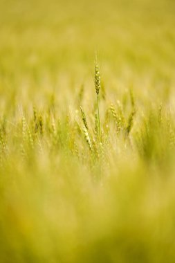 hokkaido buğday alanında