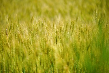 hokkaido buğday alanında