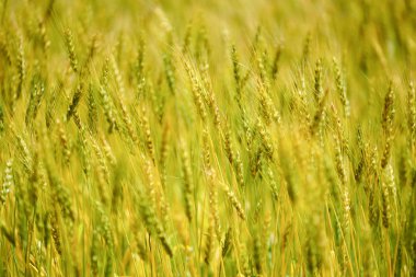 hokkaido buğday alanında