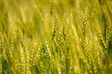 hokkaido buğday alanında