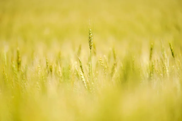 Пшенична Сфера Матері Ферма — стокове фото