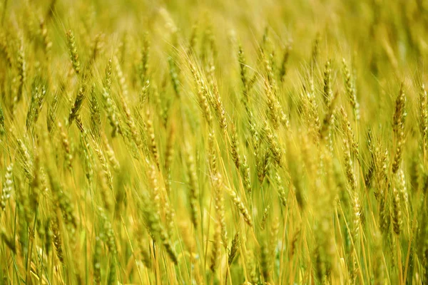 Campo Trigo Hokkaido — Fotografia de Stock