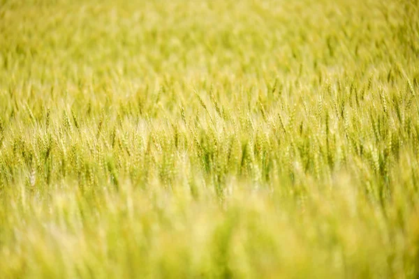 Campo Trigo Hokkaido — Fotografia de Stock