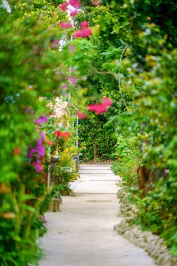 okinawa sokakta ağaç