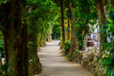 okinawa sokakta ağaç