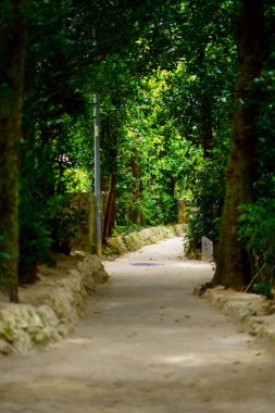 okinawa sokakta ağaç