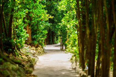 okinawa sokakta ağaç