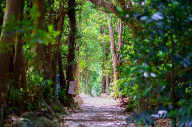 Yaz Hokkaido'da lavanta