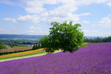 Yaz Hokkaido'da lavanta