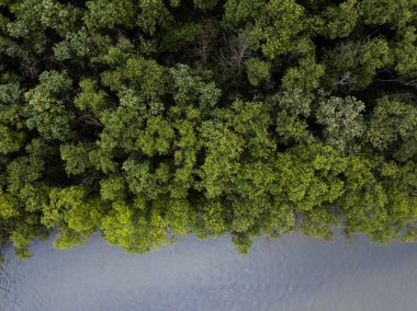 üst düzey Japonya'da vurdu