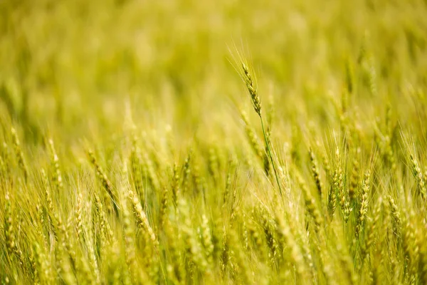 Campo Trigo Hokkaido — Fotografia de Stock