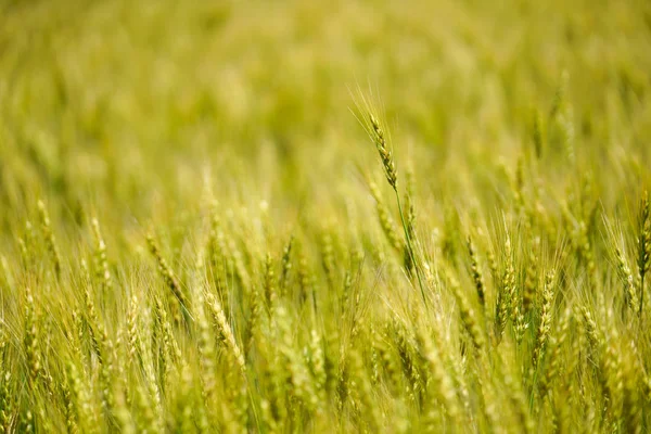 Campo Trigo Hokkaido — Fotografia de Stock