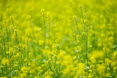 Hokkaido'da sarı çiçek