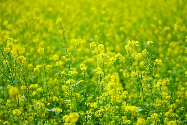 Hokkaido Sarı Çiçek — Stok fotoğraf