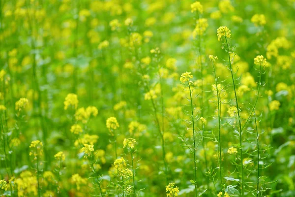 北海道黄花 — 图库照片