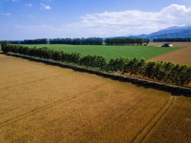 üst düzey Hokkaido içinde ateş