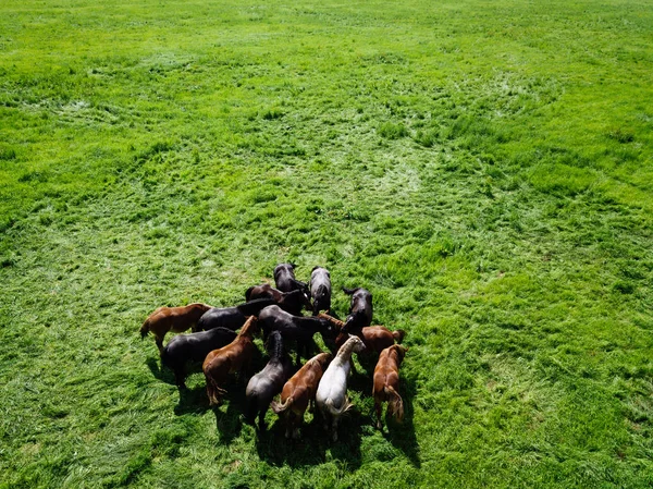 Horse Summer Hokkaido — Stock Photo, Image