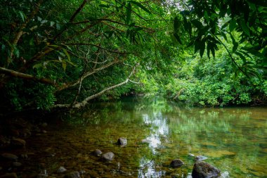 Iriomote ada ormanda