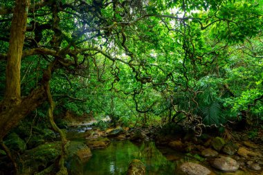 Iriomote ada ormanda