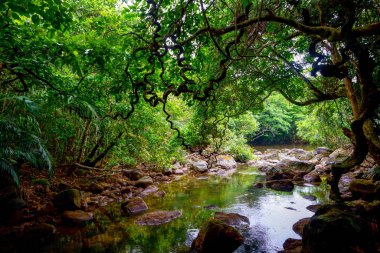 Iriomote ada ormanda