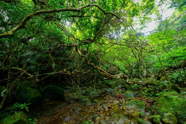 Dschungel Auf Iriomote Insel — Stockfoto