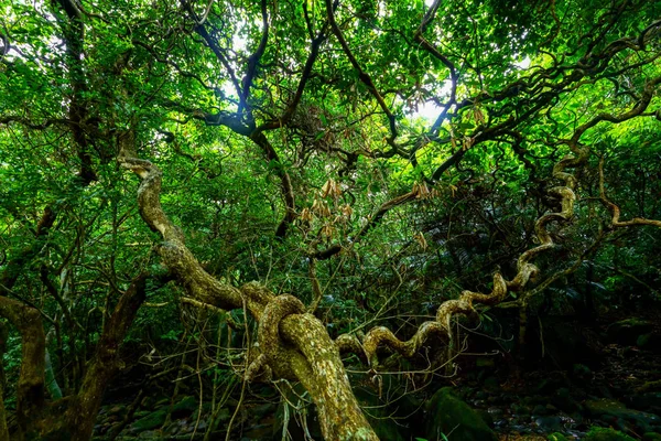 Jungle Iriomote Island — Stock Photo, Image