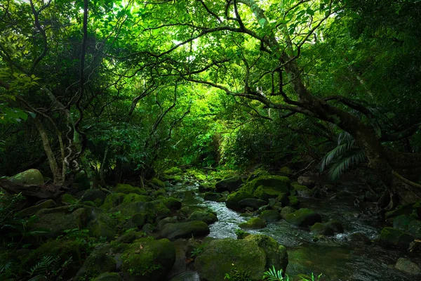 jungle in iriomote island