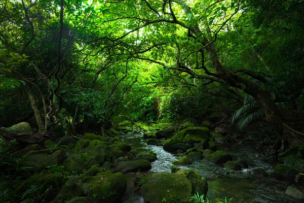 Джунгли Острова Ириомоте — стоковое фото