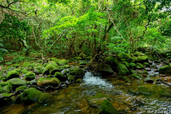Džungle Iriomote Island — Stock fotografie