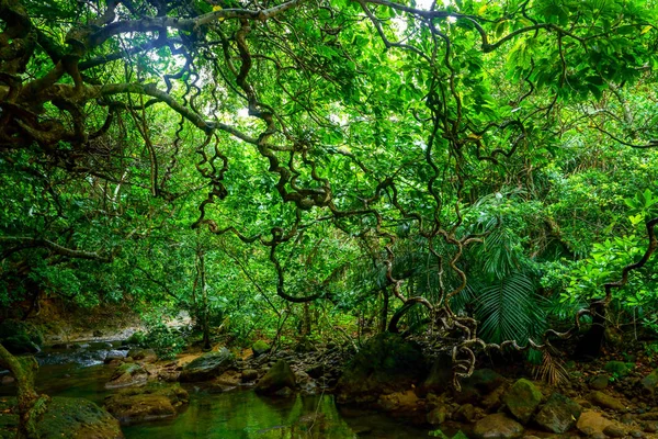 Jungle Dans Île Iriomote — Photo