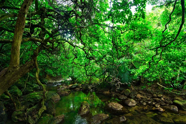 Dschungel Auf Iriomote Insel — Stockfoto