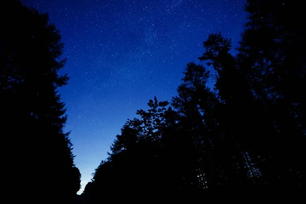 Milky Way Galaxy Forest — Stock Photo, Image