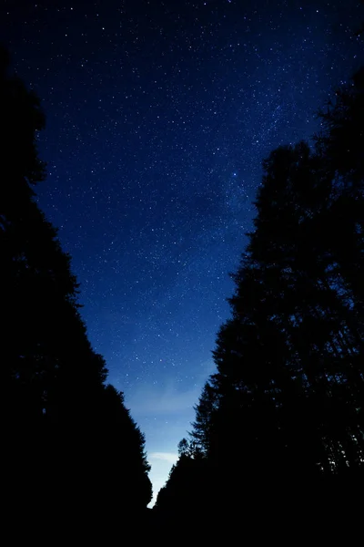 Milky Way Galaxy Forest — Stock Photo, Image