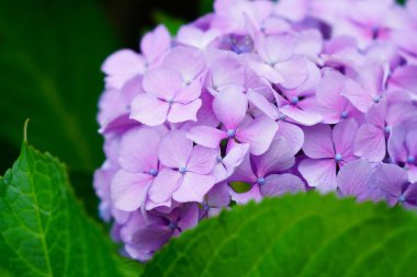 Japonya'da mor ortanca