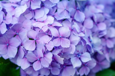 Japonya'da mor ortanca