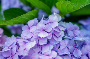 Japonya'da mor ortanca