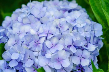 Japonya'da mor ortanca