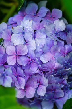 Japonya'da mor ortanca