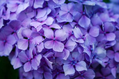 Japonya'da mor ortanca