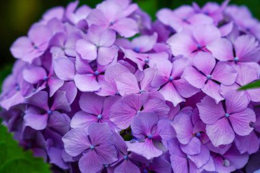 Japonya'da mor ortanca