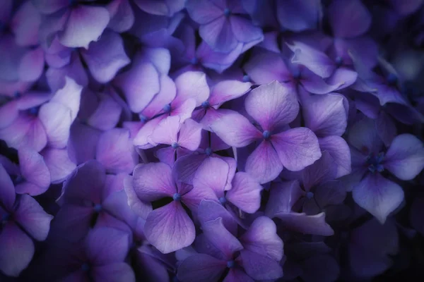 Hortênsias Roxas Japão — Fotografia de Stock